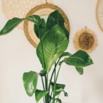 Indoor plants