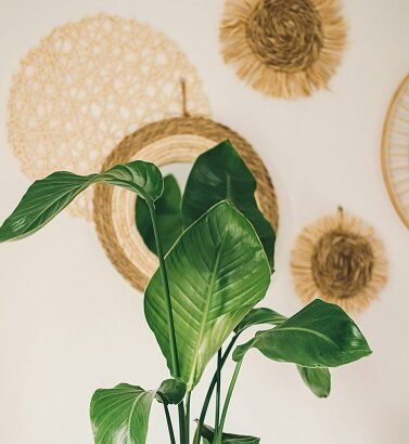 Indoor plants