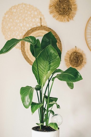 Indoor plants
